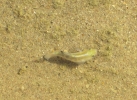 PICTURES/Salt Creek Trail & Pupfish/t_Fish1.jpg